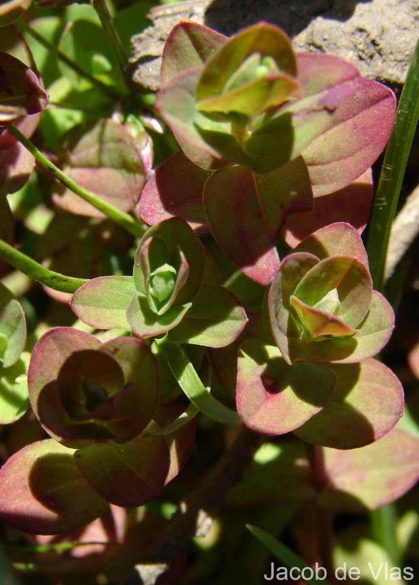 Hypericum japonicum Thunb.